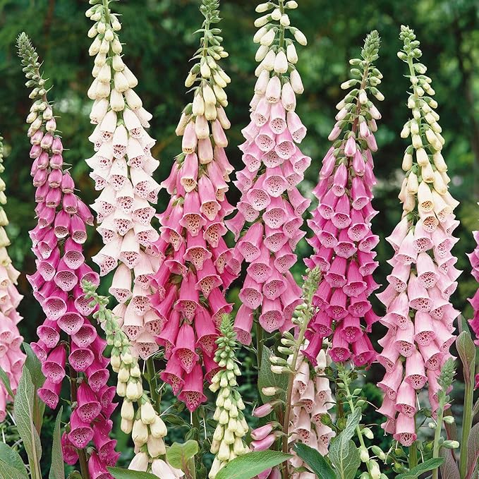 Eden Brothers Foxglove Seeds - Gloxiniaeflora Mix