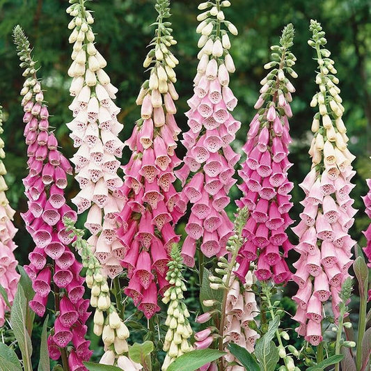 Eden Brothers Foxglove Seeds - Gloxiniaeflora Mix