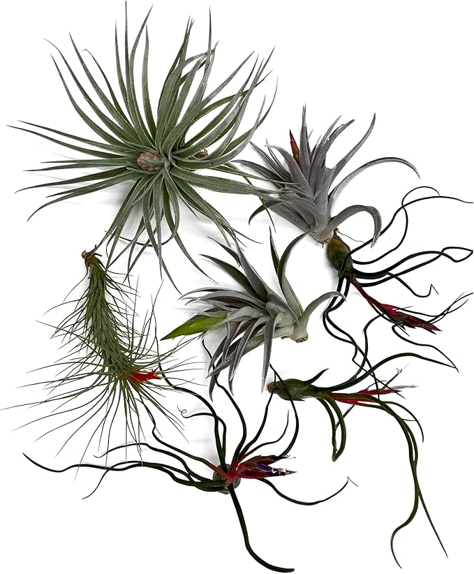 Air Plants - Venner Gift Box Large 4" - 7ct - Live Arrival Guaranteed - House Plants for Home Decor & Gift