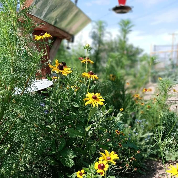 New Mexico Wildflower Seed Mix, Covers 325 Sq Ft, 14 Flower Varieties, Over 30,000 Seeds, Created By Nature