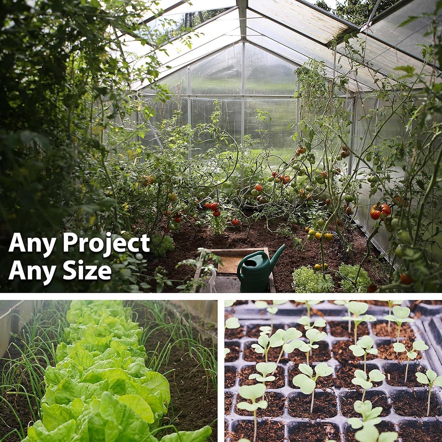 Thai Ornamental Hot Pepper 1 Oz ~12,000 Seeds – Non-GMO, Heirloom, Open-Pollinated – 50K–100K SHU – Compact, Upright Plants – Edible & Decorative – Heat-Tolerant