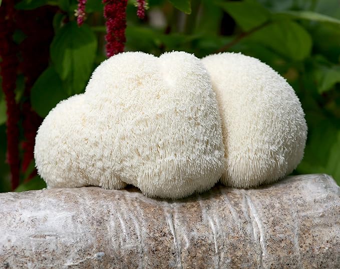 Two Lion's Mane Grow Kits (3.2 Pound Each)