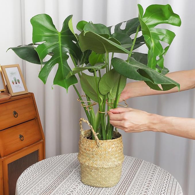 PRETTY JOLLY 5PCS Iron Monstera Plant Support Stakes Premium Plant Stand for Indoor & Outdoor Plants Practical Leaf Holders,Durable Trellis Accessories for Gardening Enthusiasts(Butterfly)