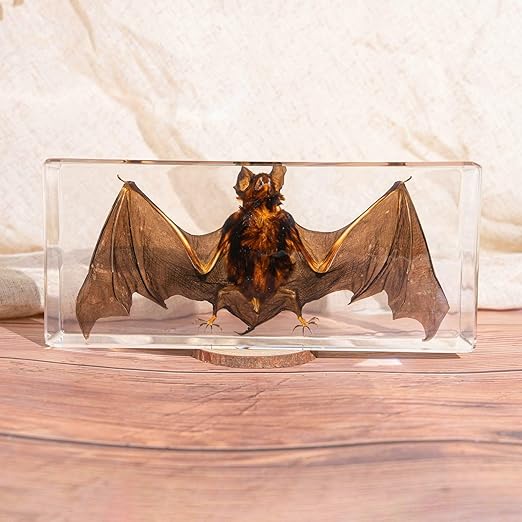 Real Bat Specimens, Resin Animal Specimens, Animal Skulls, Quirks, Biology, for Animal Specimen Enthusiasts, Science Classroom Science Education (Bat 5.6x2.6x0.8 Inch)
