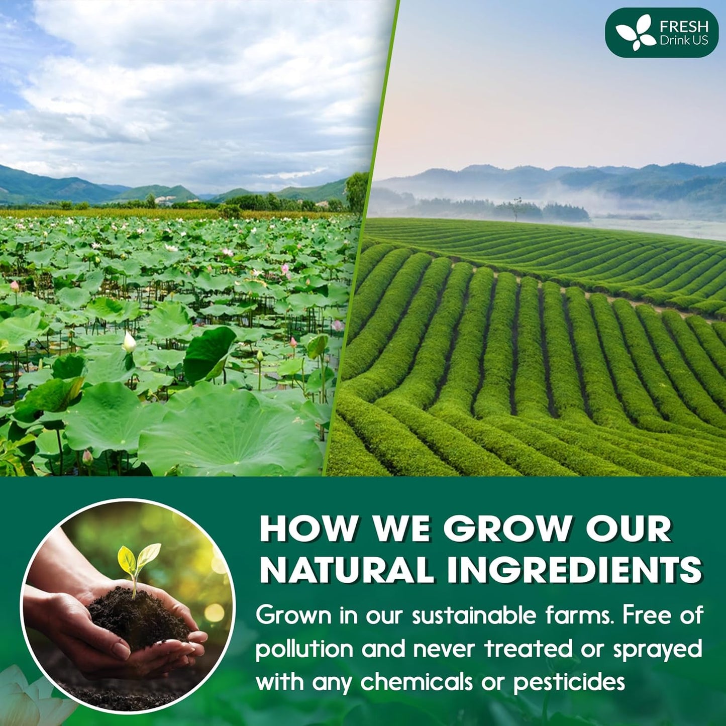 FreshDrinkUS, Premium 20 Tea Bags of Lotus Green Tea, 100% Natural. Exquisite Flavor, Handpicked Leaves, Perfect for Tea Lovers. No Sugar, No Gluten, Vegan.