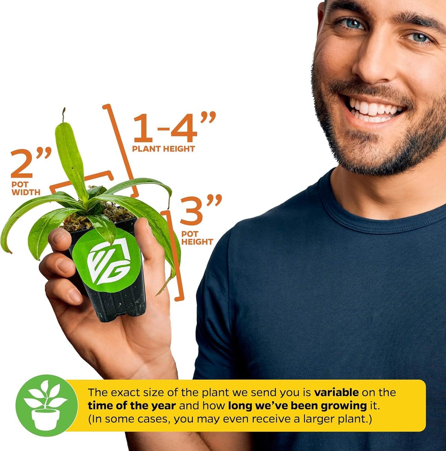 Lady Luck Carnivorous Pitcher Plant - Wellspring Gardens Starter Plant - Nepenthes Ampullaria x Ventricosa - Wellspring Gardens Live Tropical Carnivorous Houseplant