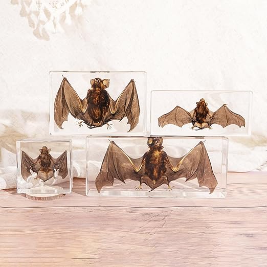 Real Bat Specimens, Resin Animal Specimens, Animal Skulls, Quirks, Biology, for Animal Specimen Enthusiasts, Science Classroom Science Education (Bat 3 x 3 x 1 inch)