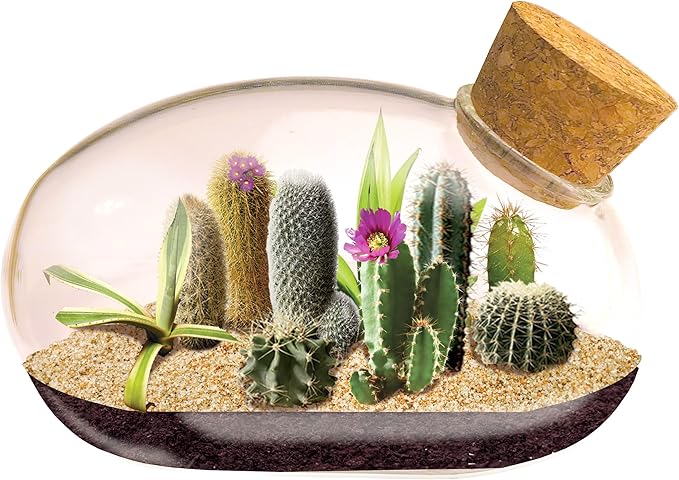 Mini Office Cactus Glass Terrarium Starter Kit with Complete Supplies - The Desert Mouse Tiny Garden - Fun to Grow, Low Maintenance - Perfect for The Indoor Office Or Home Tabletop or Desk!