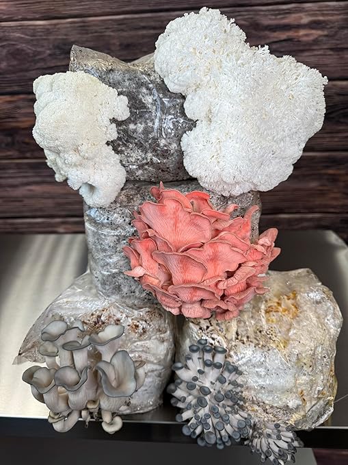 Lion's Mane Mushroom Grow Kit | Large 5.5LB Fruiting Block | Grow Your own Mushrooms Indoors