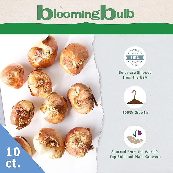 Pink Tulip Blend Bulbs (10-Pack) Elegant Tulips Bulbs for Fall Planting – Mixed Shades of Pink – Premium Lily-Flowered Tulips for Garden Beds