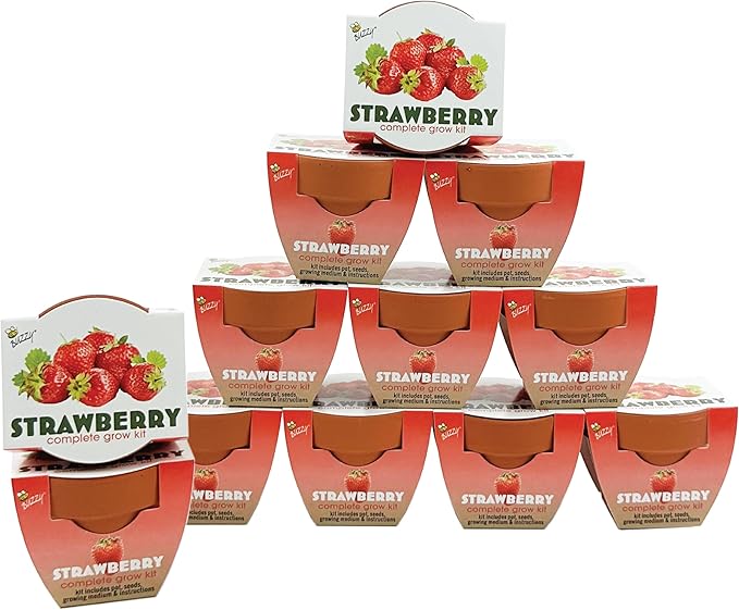 BUZZY Seeds Terracotta Mini Grow Pots | Herb, Plant, Flower Starter Kit for Kids & Adults | Alpine Strawberry 12-Pack, Classic Collection | Guaranteed to Grow | Best Indoor-Outdoor Gardening Gift