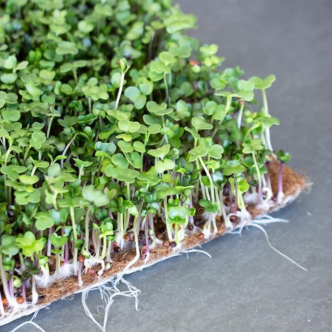 Handy Pantry Pro Micro Jute Microgreens Grow Mat Roll - 10 Inches Wide by 100 Feet Long - 1 Roll - Professional Hydroponic Growing Pad for Trays or Gutter - Micro Greens & Wheatgrass