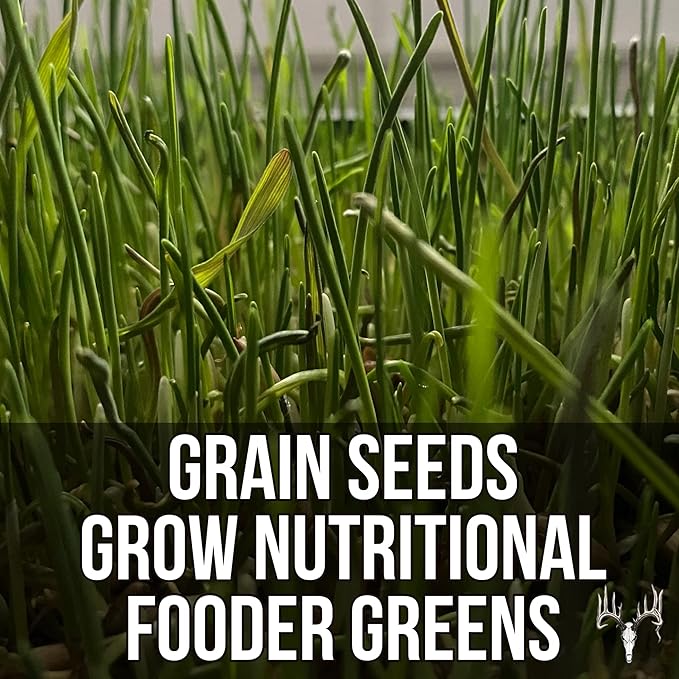 Mother Fodder Blend, 12LB EcoPack, Grain Seeds for Bird Food & Growing Fresh Green Grass Sprouts to Feed Pet Rabbits, Cows, Horse, Chicken, Goat, Sheep, Quail, Dog, Cat, Duck & Tortoise