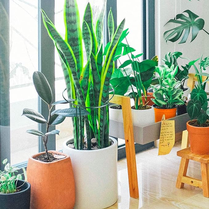 HiGift 8 Pack 24 Inch Plant Support Stakes, 10" Wide x 24" High Half Round Metal Garden Plant Stake Peony Support Cage, Green Plant Support Ring Border for Tomato,Hydrangea,Flower Indoor Outdoor