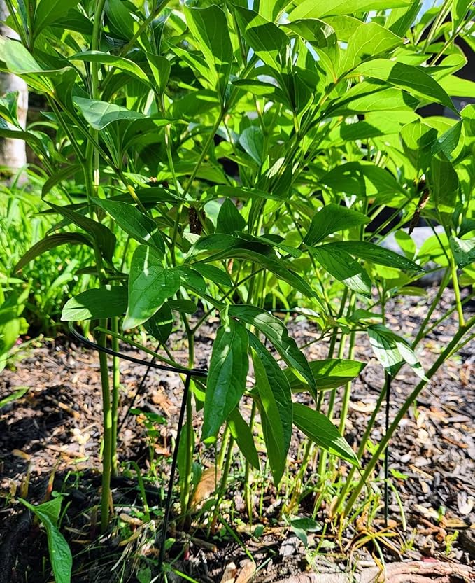 6 Pack 24 Inch High Plant Stake,Garden Plant Support,Half-Round Peony Cage Plant Ring Hoop