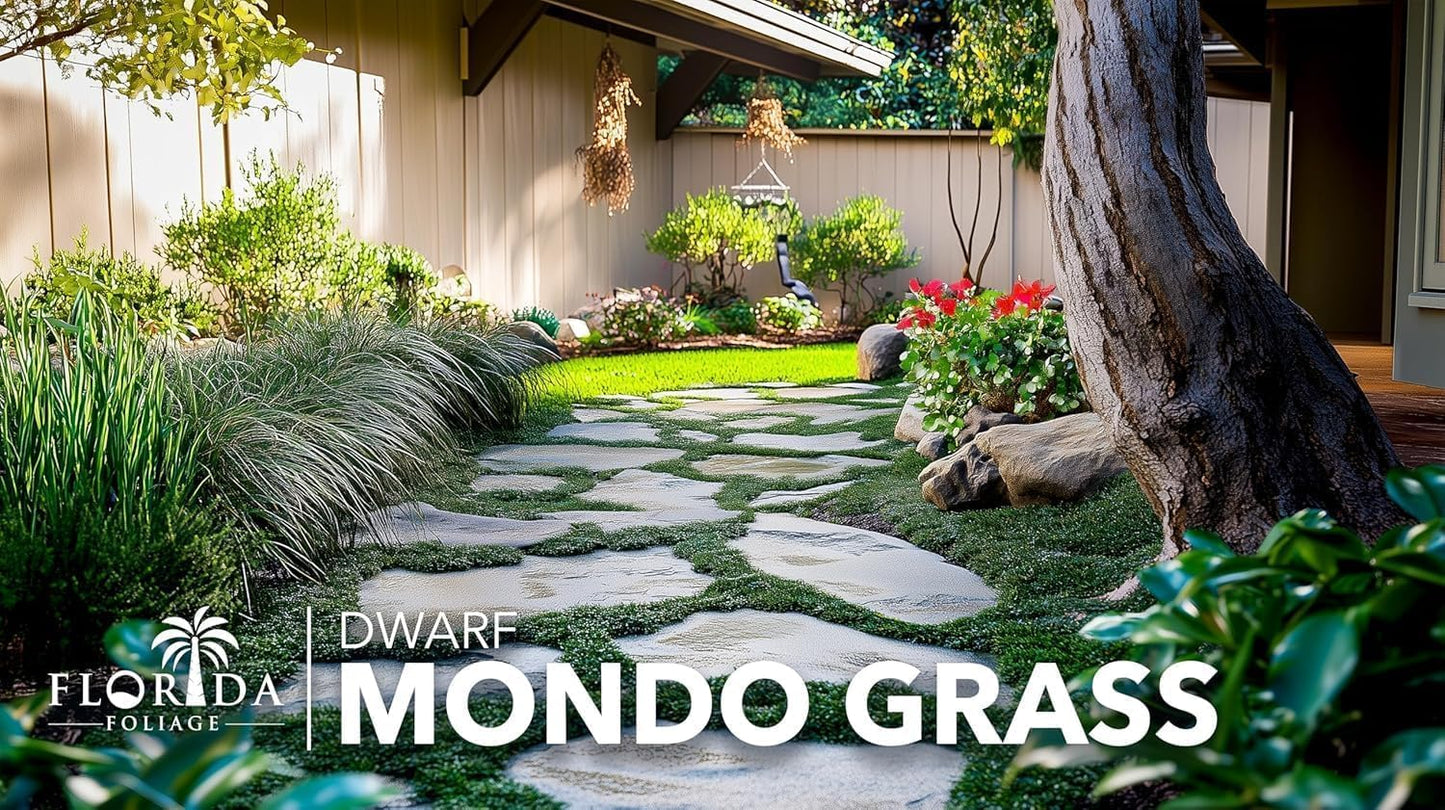 Dwarf Mondo Grass | 20 Live Plants | Japonicus Nanus | Shade Loving Evergreen Lilyturf Groundcover