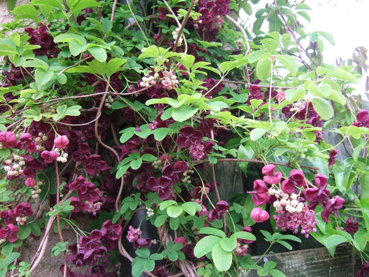 Chocolate Vine Perennial - Edible - Akebia quinata - 2.5" Pot