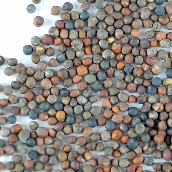 Organic Broccoli Sprouting Seeds by Handy Pantry | 8 oz. Resealable Bag | Non-GMO Broccoli Sprouts Seeds, Contains Sulforaphane