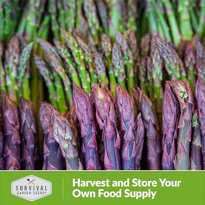 2 Packs Argenteuil Purple Asparagus Seeds for Planting with Instructions to Grow Gourmet French Asparagus in Your Home Vegetable Garden - Non-GMO Heirloom - Survival Garden Seeds
