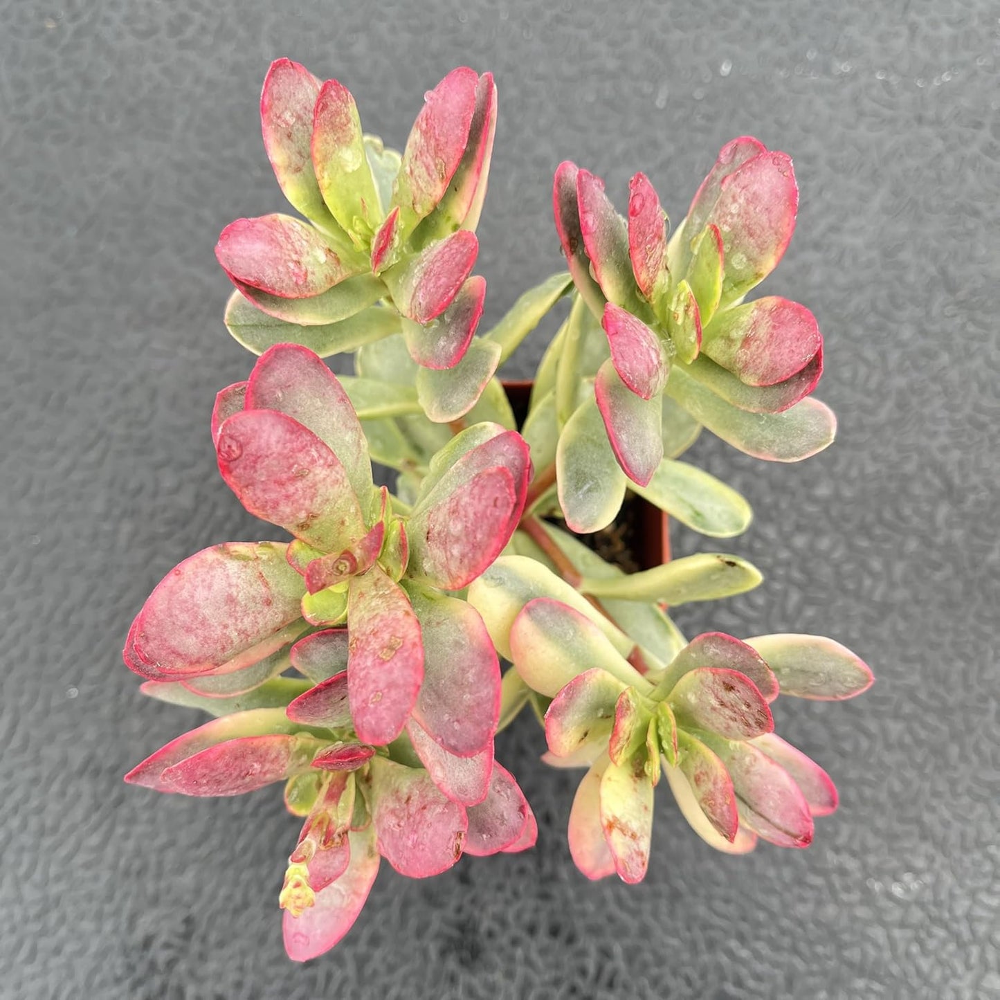 Sprout N Green Crassula Platyphylla f. Variegata, 1 Live Succulent Plant Fully Rooted in 2" Pot, House Plant for Indoor Outdoor Home Office Wedding Decoration DIY Project Party Favor