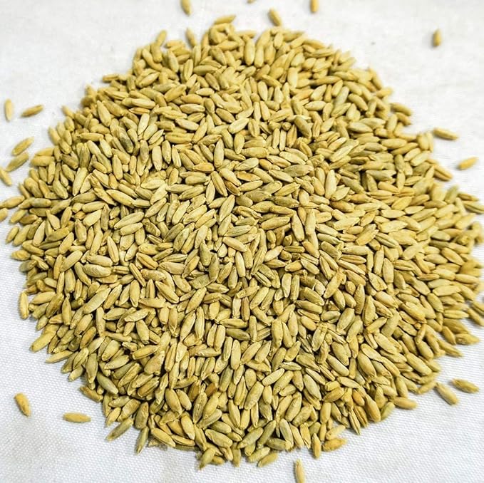 Thunder Acres Organic Winter Rye Seeds, Non-GMO (5 lb)