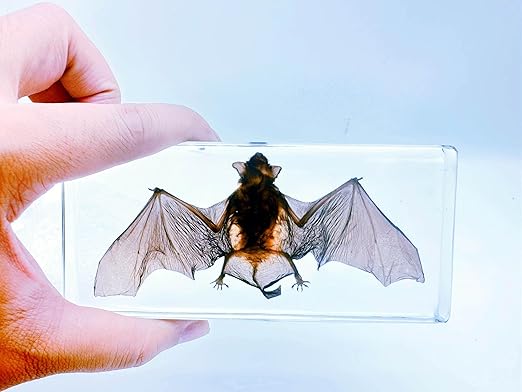 Real Bat Specimens, Resin Animal Specimens, Animal Skulls, Quirks, Biology, for Animal Specimen Enthusiasts, Science Classroom Science Education (Bat 5.6x2.6x0.8 Inch)