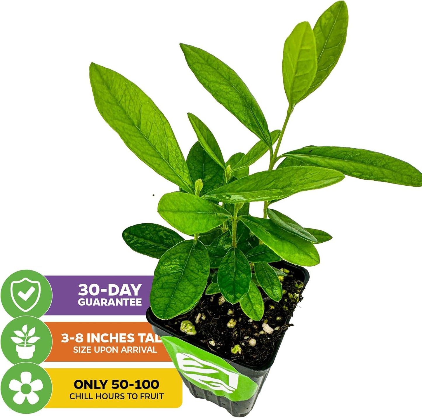 Pineapple Guava (Feijoa) Live Plant - ACCA sellowiana by Wellspring Gardens - Tropical Pineapple Guava Fresh Fruit Bearing Trees - Organic Starter Live Plants for Gardening and Planting Outdoor