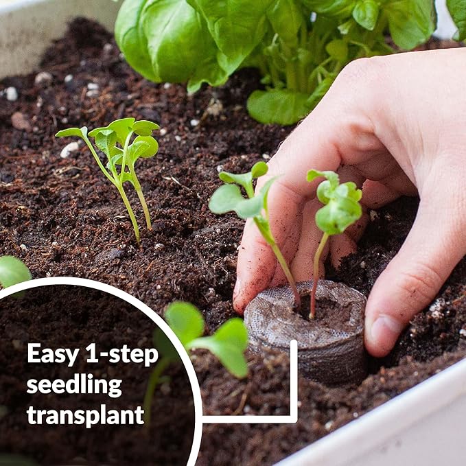 Jiffy Seed Starting Tray Kit, 36 Cell 36mm Peat Pellets, 2 Pack with Ferry-Morse Cold Hardy Organic Lettuce Seed Variety Pack