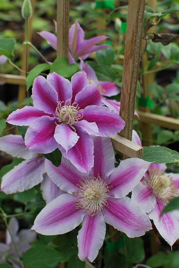 Perennial Farm Clematis 'Dr. Ruppel' Hybrid – Live Flowering Vine in 4 Quart Container, Large Rose-Pink Blooms with Deep Pink Stripes, Long Blooming, Ideal for Trellises, Arbors & Garden Fences
