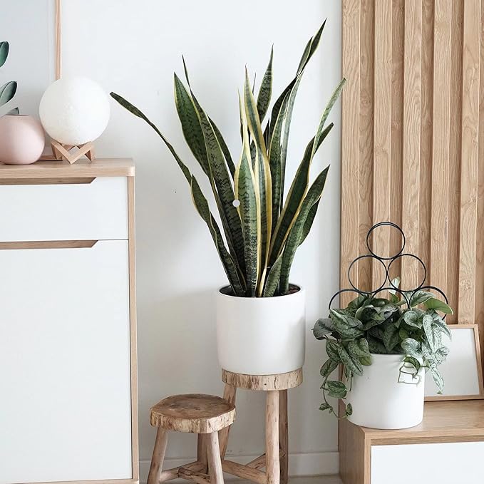 4 Pack Plant Trellis Indoor 15.7 Inch for climbing plants indoor Small Garden Trellis for Potted Plant Support Metal Wire Stackable Trellis Houseplant for Monstera Vines Lvy Pothos Accessorie(4 black)