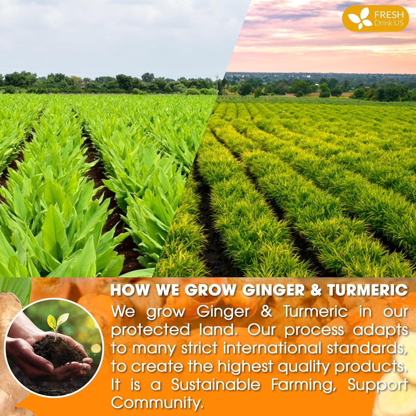 FreshDrinkUS, Premium 45 Ginger Turmeric Tea Bags, 100% Natural Ingredients, Hand-made Blend of Ginger and Turmeric Herbal Tea, Eco-conscious Tea Bags. No Sugar, No Caffeine, No Gluten, Vegan.