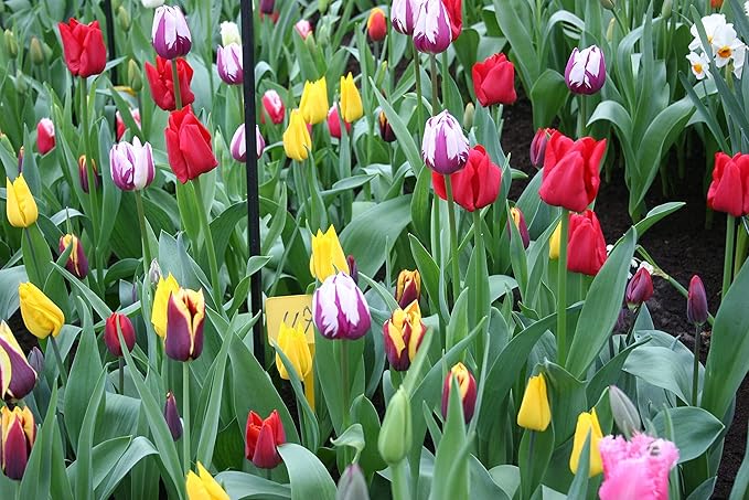Mixed Triumph Tulip - 50 bulbs
