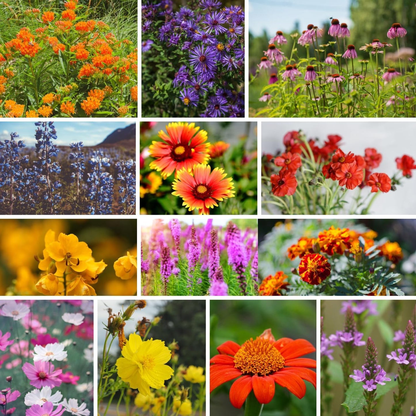 Wildflower Seeds Bulk – National Wildflower Seed Collection – Perennial Wildflowers Mix – Flower Seeds for Planting – Wild Flowers (Save The Monarchs)