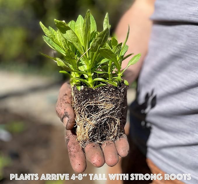 32 Live Outdoor Native Plants for Full Sun from My Home Park – Includes Aromatic Aster, Blue Mistflower, Lanceleaf Coreopsis, Mountain Mint & Purple Coneflower – Not Seeds – Easy to Grow Perennials