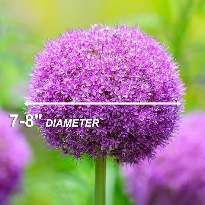 Garden State Bulb Gladiator Allium Flower Bulbs, 18cm, Fall Planting (Bag of 30)