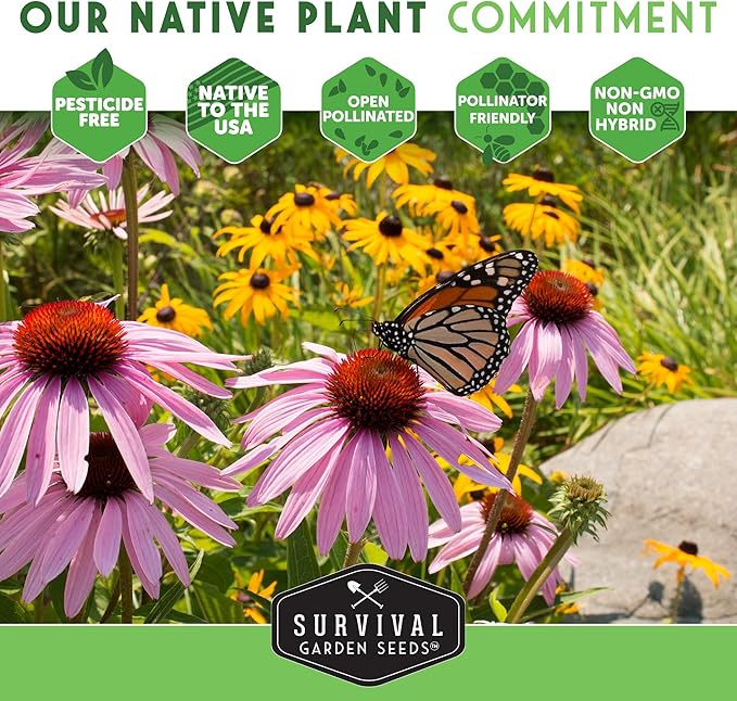 Survival Garden Seeds - Bergamot Herb (Bee Balm) Seed for Planting - 1 Packet with Instructions to Grow Monarda Fistulosa Wildflowers in Your Home Vegetable Garden - Non-GMO Heirloom Variety