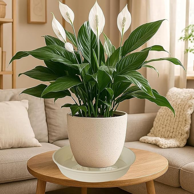 4 Pack Plant Saucer 8 inch, 10 12 14 17 inch, Plant Stand Plastic Plant Saucers for Indoors Outdoor, Heavy Duty Flower Planter Drip Trays for Pots, Pot Saucers for Plants, Grow Bags Saucers