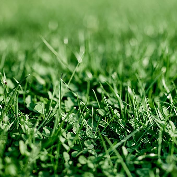 Ferry-Morse EcoEase Microclover and Fescue Low Maintenance Ground Cover Grass Seed Mix, 1lb