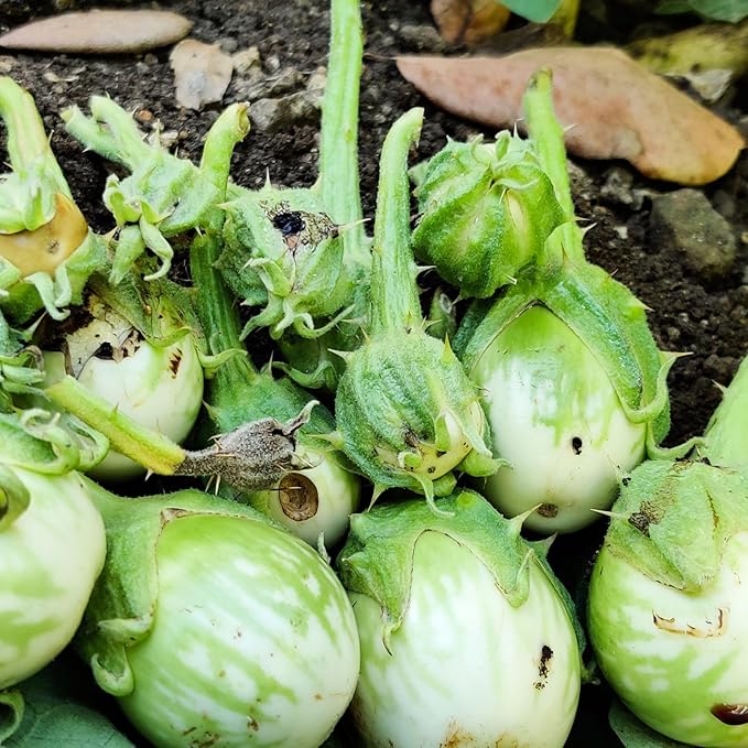 HEDO Pheromone Trap with Brinjal pheromone Lure(Leucinodes orbonalis) for Brinjal Crop Pack of 10