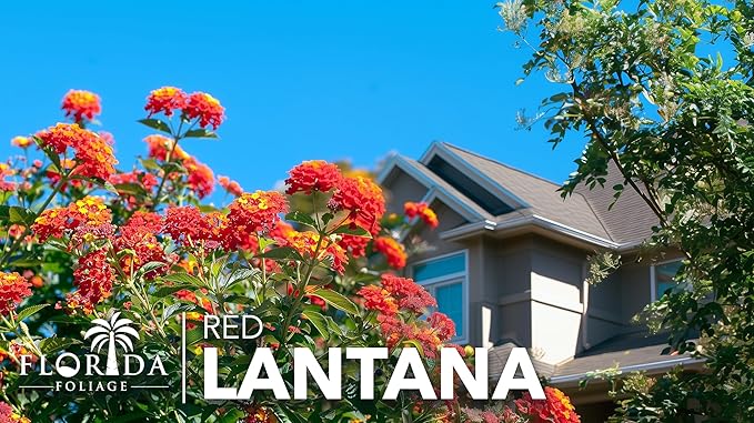 Lantana Dallas Red | 30 Live Plants | Lantana Camara | Flowering Perennial | Garden Colorful Bloom | Hardy Outdoor Decor | Vibrant Red Flowers