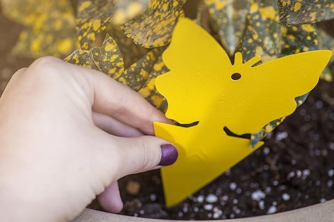 Trappify Sticky Gnat Traps for House Indoor - Yellow Fruit Fly Traps for Indoors|Outdoor Plants | Insect Catcher for White Flies, Mosquitos, Fungus Gnats | Disposable Glue Fly Trap Indoor (12 Pack)