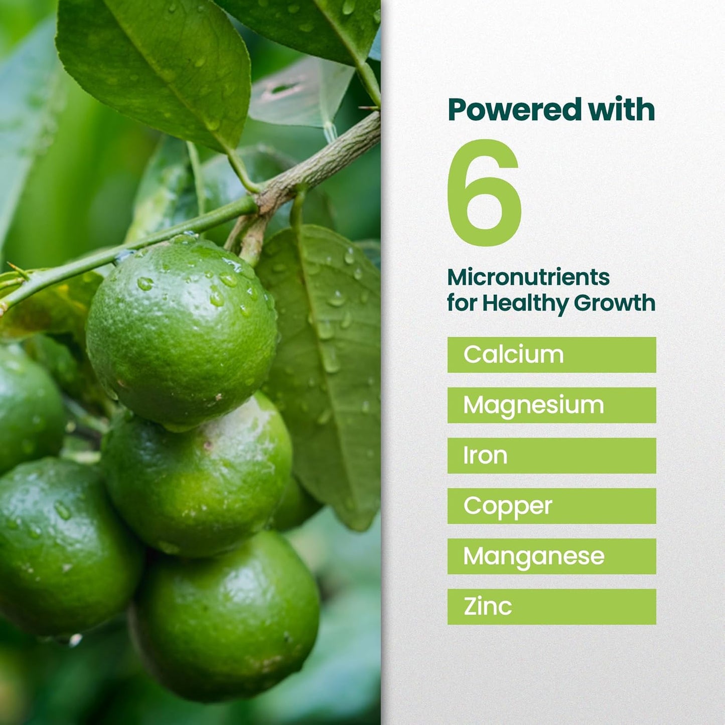 32oz Citrus Tree Fertilizer for Lime Trees Live Plants - Makes 32 Gallons of Liquid Lime Tree Fertilizer - Ideal Citrus Plant Food, Promotes Healthy Trees and Zesty Fruits for All Limes