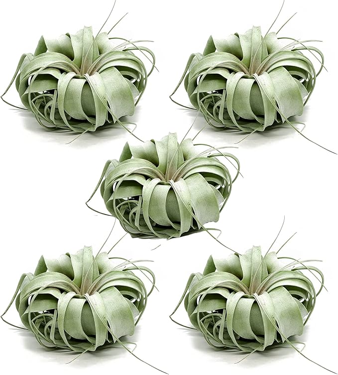 Live Air Plant - Tillandsia Xerographica, Jumbo 6-9” - 5 ct - Ideal for Gifts & Presents, Live Indoor Plants & Live House-Plants – Live Plants for Home décor
