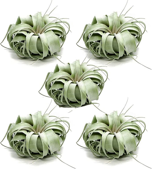 Live Air Plant - Tillandsia Xerographica, Jumbo 6-9” - 5 ct - Ideal for Gifts & Presents, Live Indoor Plants & Live House-Plants – Live Plants for Home décor