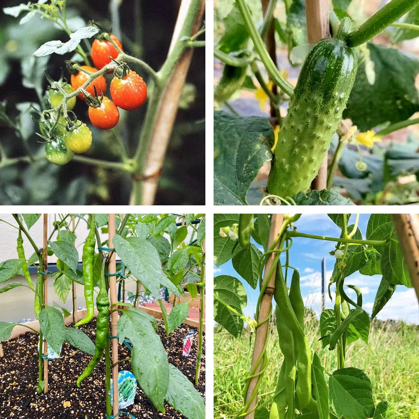 Bamboo Stakes 6FT Garden Stakes Plant Stakes for Outdoor Climbing Plants Poles Support Mini Tree Vines Pole Beans Cucumber 20 Pack