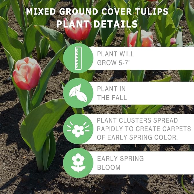 Mixed Ground Cover Tulip Bulbs (15-Pack) Low-Growing Tulips Bulbs for Fall Planting – Colorful Tulips for Borders, Beds & Walkways