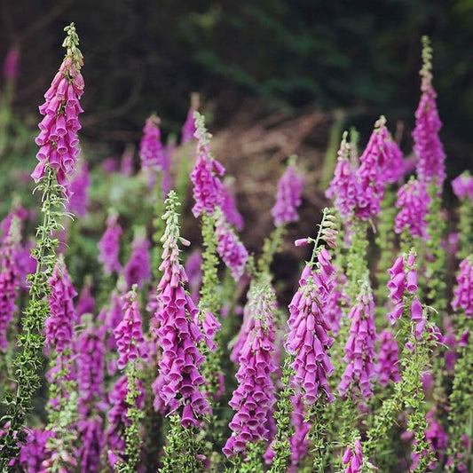 Eden Brothers Foxglove Seeds - Purple