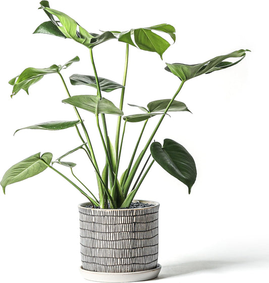 8 Inch Plant Pot: Ceramic Planter with Drainage Hole & Saucer - Cylinder Flowerpot for Indoor & Outdoor Plants - with Separate Tray for Home & Office - Striped Design