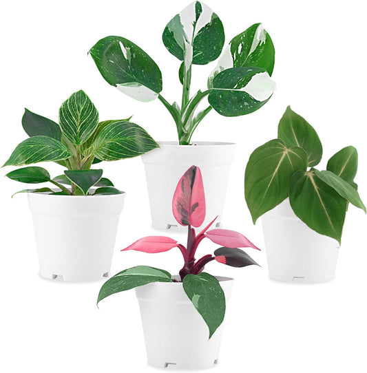 Philodendron Plant Live Exclusive Collection (4-Pack) – Rare Birkin, Gloriosum, Pink Princess & White Wizard in 2" Pot; Easy Care Indoor Plants Live Houseplants Decor for Home/Office/Garden