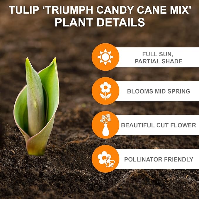 Garden State Bulb Triumph Candy Cane Mix Tulip Flower Bulbs, 12/+ cm, Fall Planting (Bag of 50)